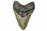 Fossil Megalodon Tooth - North Carolina #355839-1